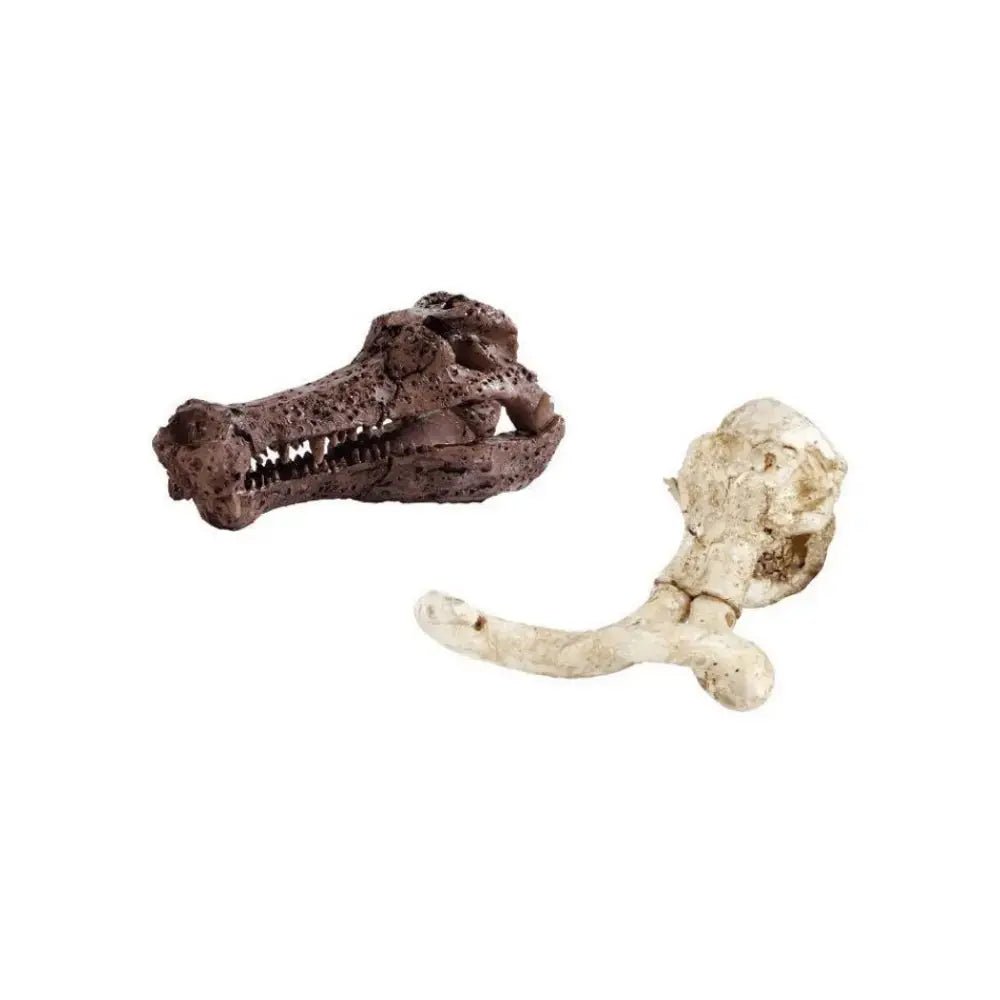 Expeditie Natuur - Uithakset Klein Schedel| Fantastic Gifts Shop
